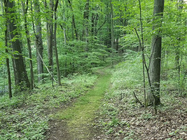 Walking trail through the woods