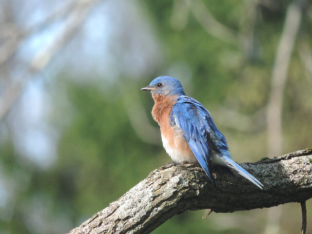 Eastern bluebird perched near a campsite